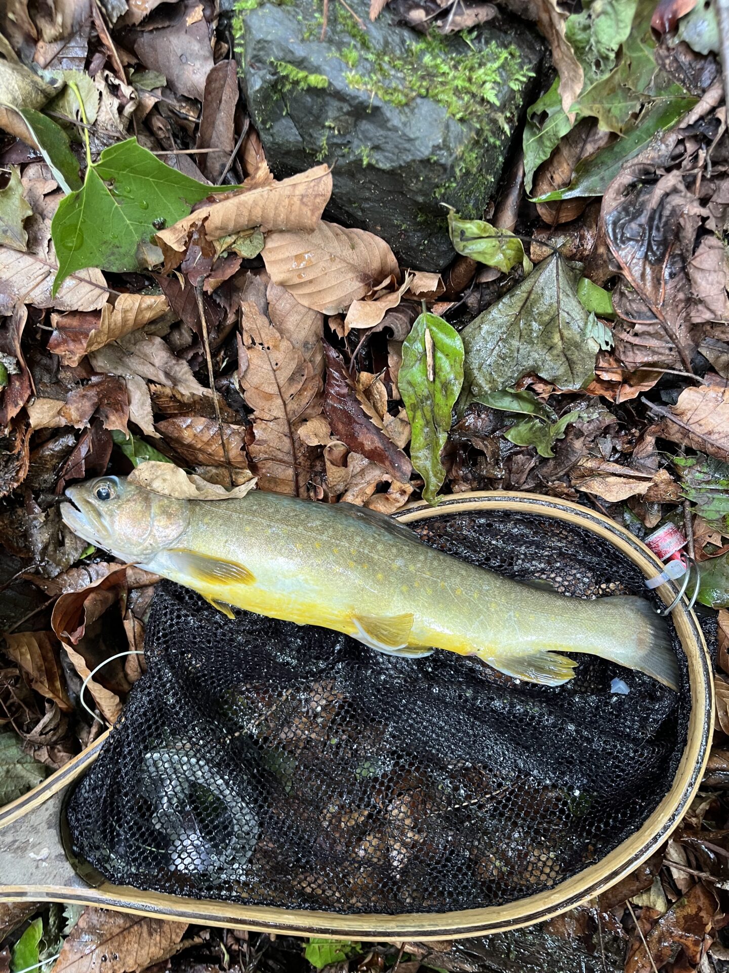 岩魚
上野村
中ノ沢毛ばり釣り専用区
11:10
