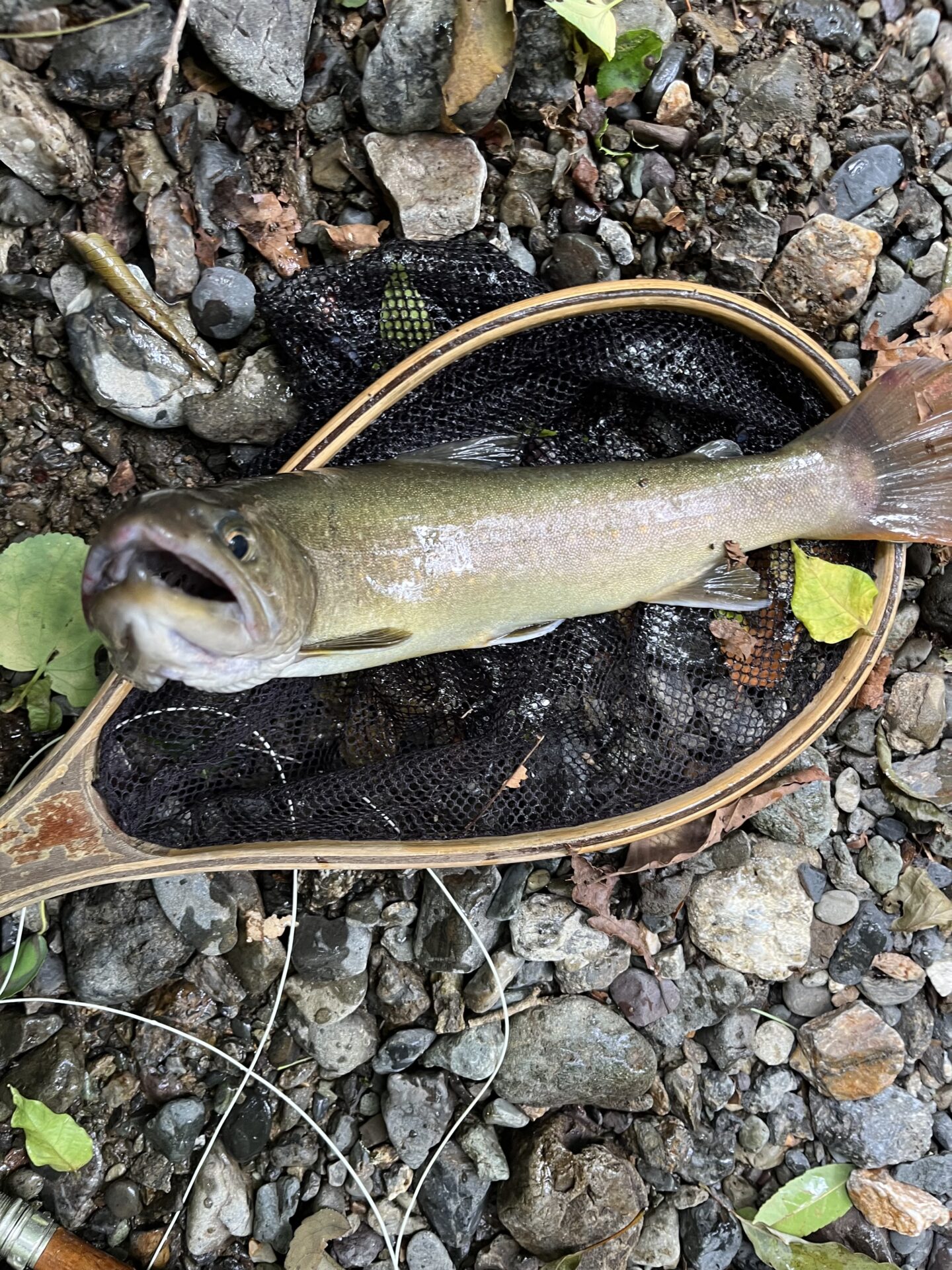 岩魚
上野村
中ノ沢毛ばり釣り専用区
13:22
