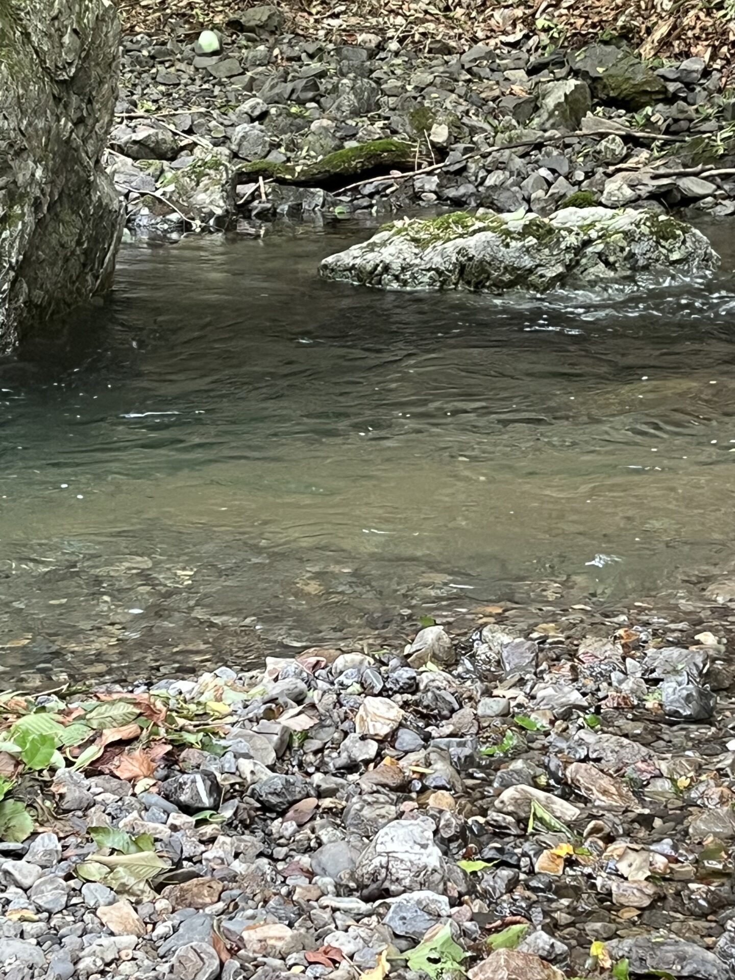 ポイント
岩魚
上野村
中ノ沢毛ばり釣り専用区
13:22