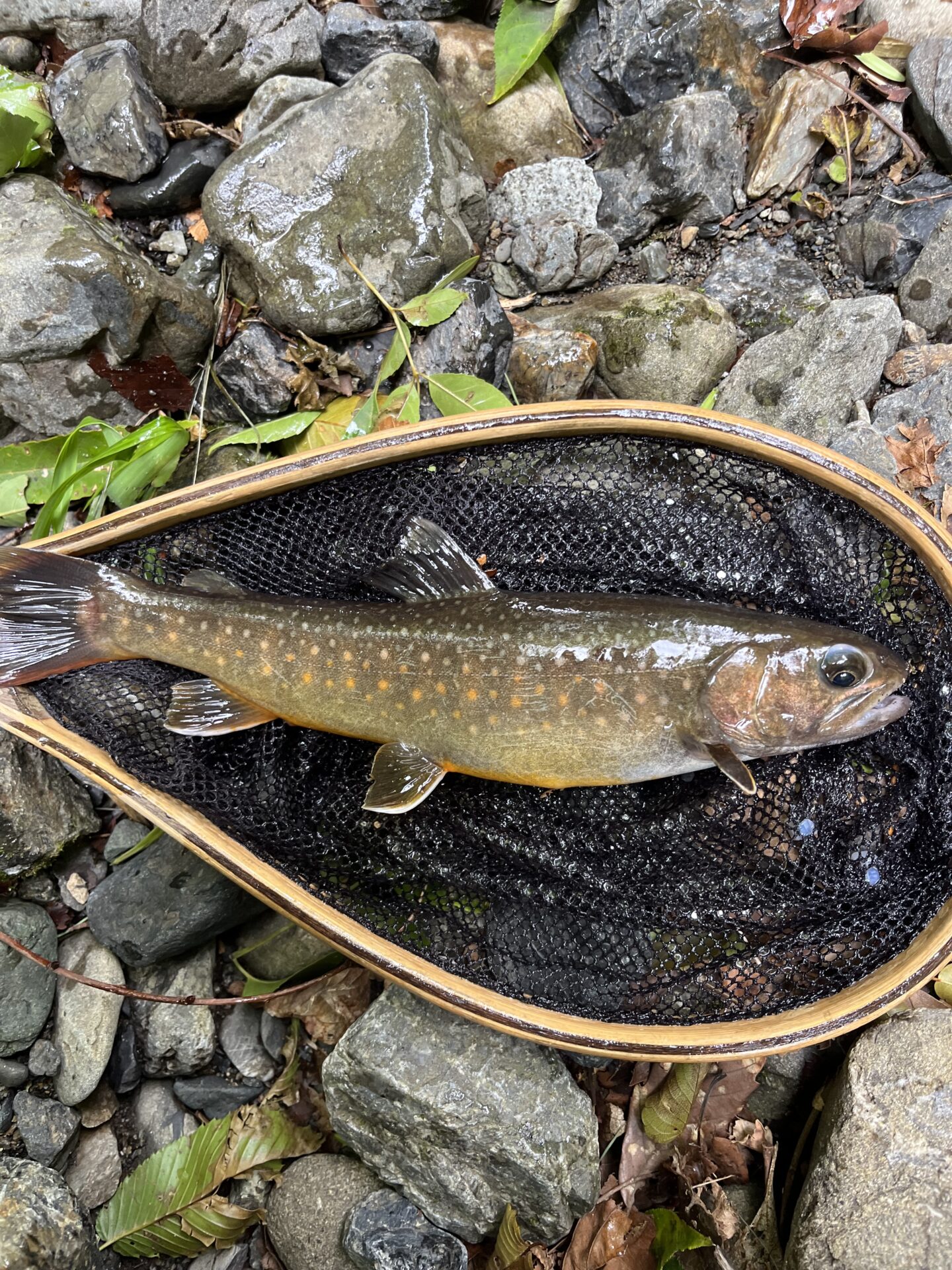 岩魚
上野村
中ノ沢毛ばり釣り専用区
13:47