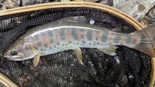 【釣果9匹山女魚2岩魚7】中ノ沢毛ばり釣り専用区2026.6.24 
