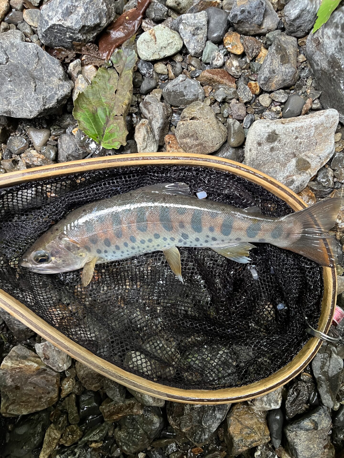山女魚
上野村
中ノ沢毛ばり釣り専用区
15:17