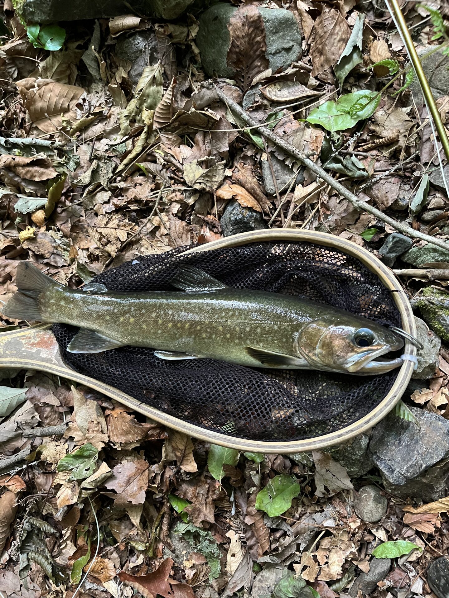 岩魚
上野村
中ノ沢毛ばり釣り専用区
16:03