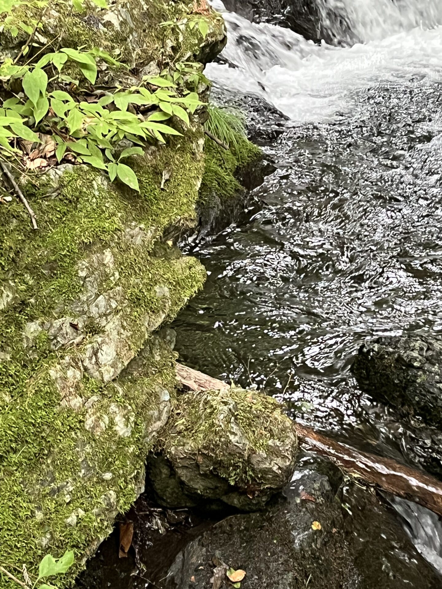ポイント
岩魚
上野村
中ノ沢毛ばり釣り専用区
16:03