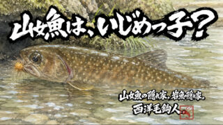 【フライフィッシング】山女魚は、いじめっ子？ 