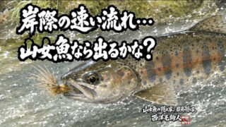 【フライフィッシング】岸際の速い流れ・・・山女魚なら出るかな？ 
