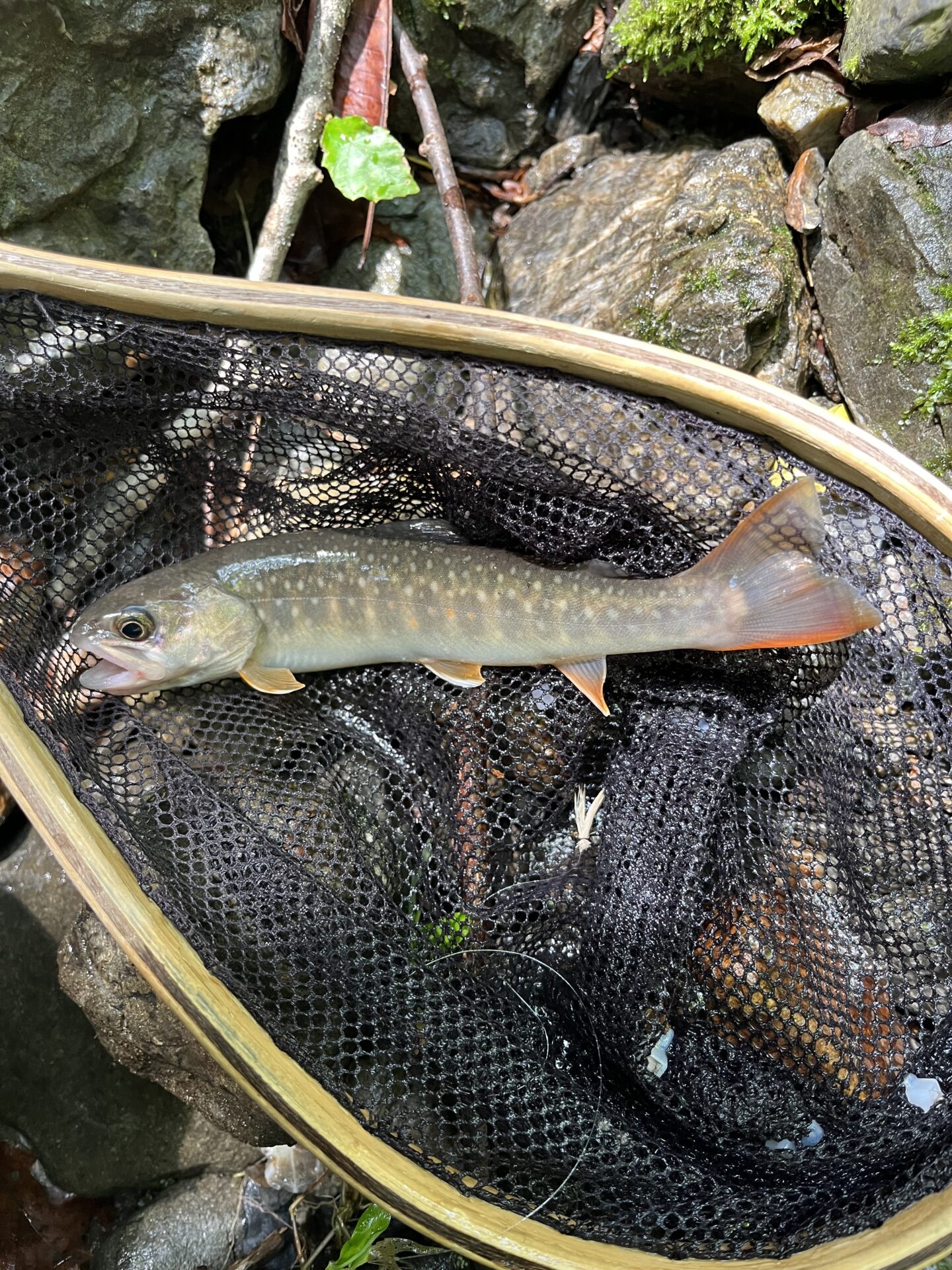 大増水で釣れた岩魚