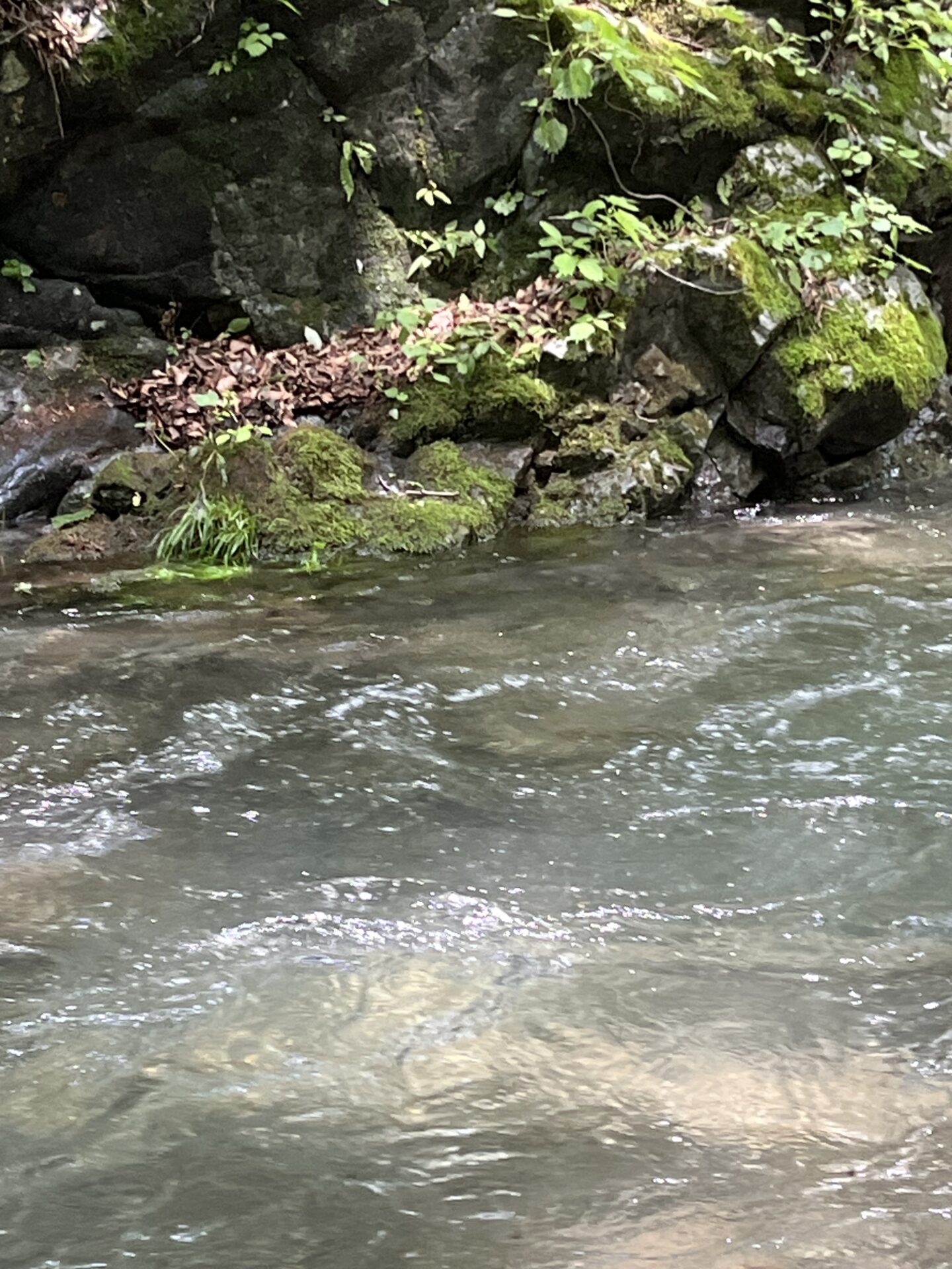 ポイント
山女魚
中ノ沢毛ばり釣り専用区
206.7.8
12:52