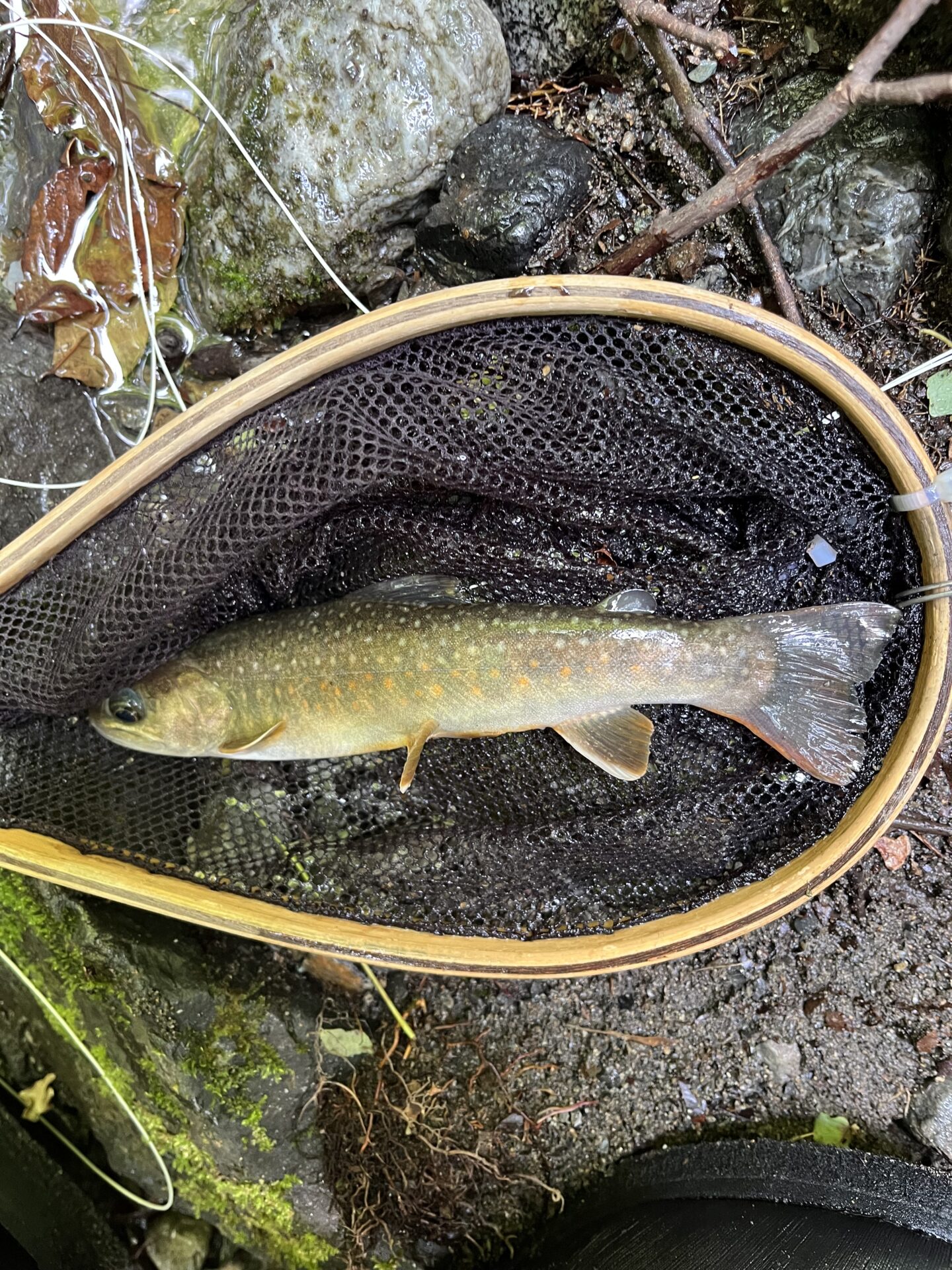 岩魚
中ノ沢毛ばり釣り専用区
2026.7.8
13:44