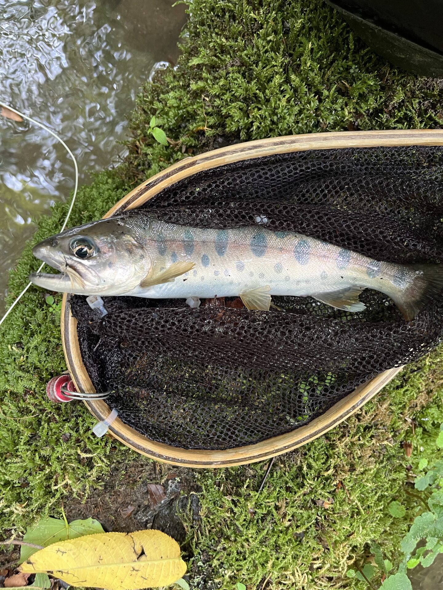 山女魚
中ノ沢毛ばり釣り専用区
2026.7.8
14:12