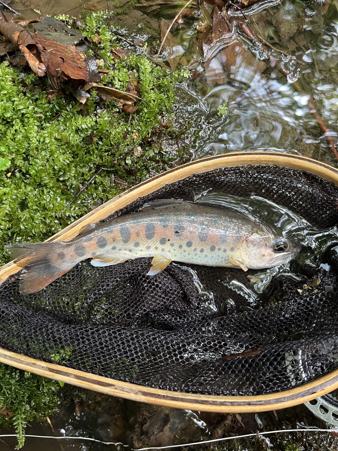 山女魚
中ノ沢毛ばり釣り専用区
2026.7.8
14:17