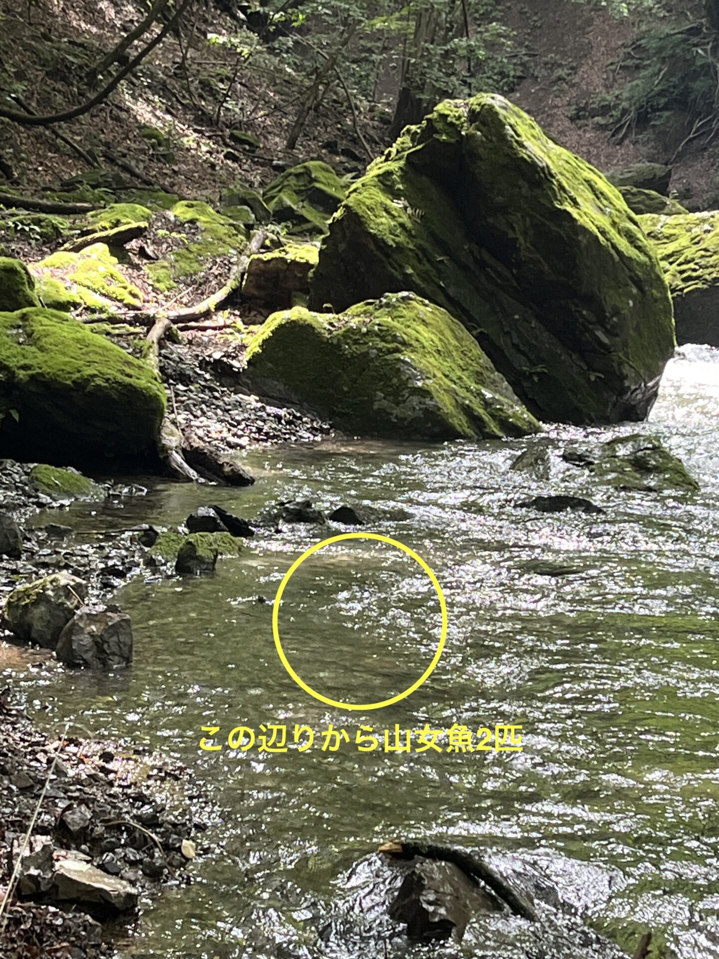 山女魚が2匹釣れたポイント