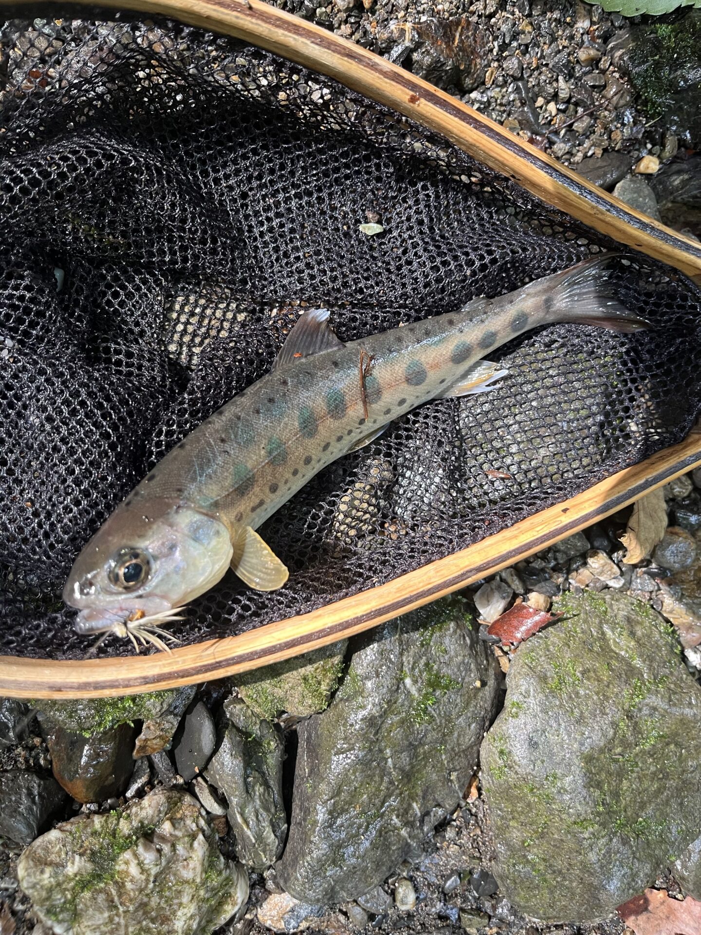 山女魚
中ノ沢毛ばり釣り専用区
2026.7.8
14:49