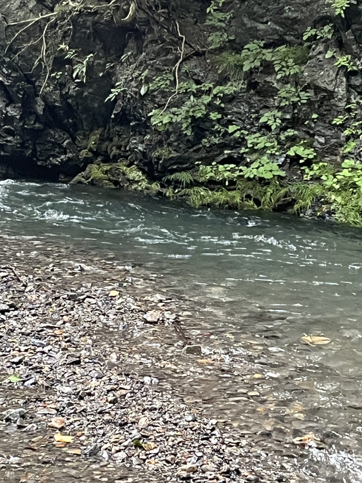 ポイント
山女魚
中ノ沢毛ばり釣り専用区
2026.7.8
14:49
