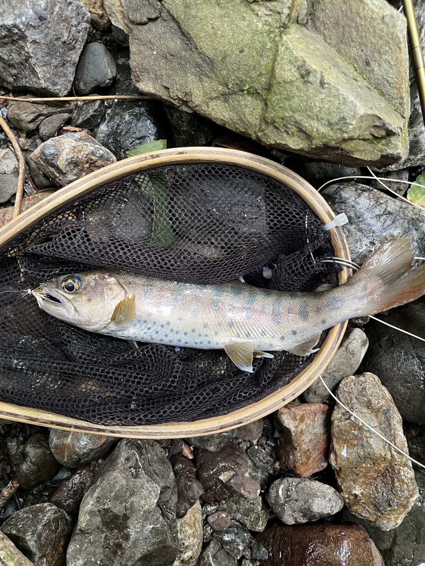 山女魚
中ノ沢毛ばり釣り専用区
2026.7.8
15:17
