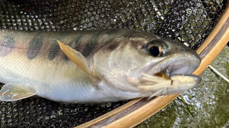 【釣果8匹山女魚7岩魚1】シャロムの森2026.7.9
