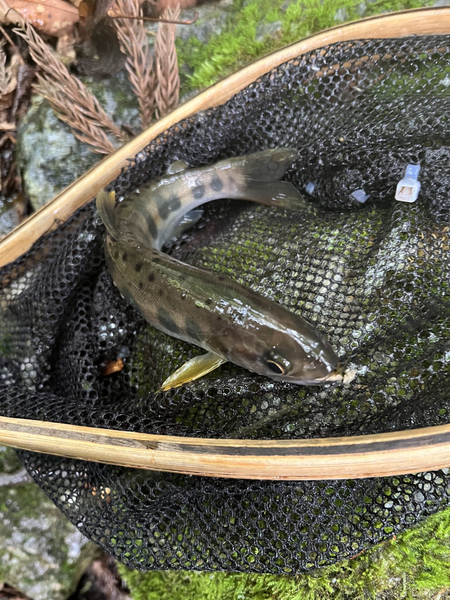 【山女魚の隠れ家。岩魚の隠れ家。】シャロムの森2026.7.8(8)