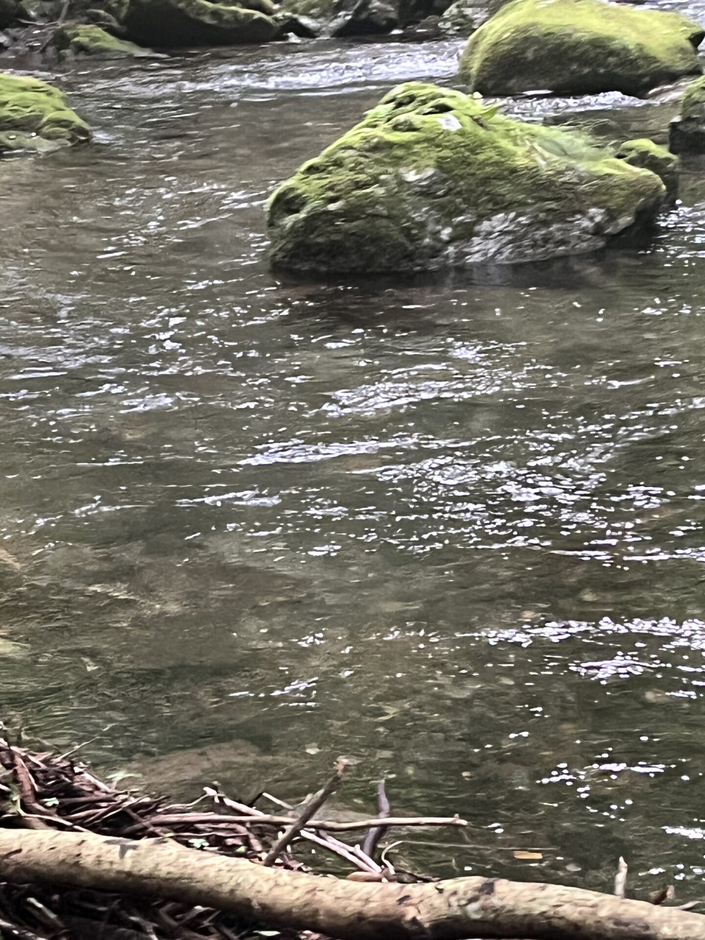 ポイント
山女魚
シャロムの森
2026.7.9
15:49