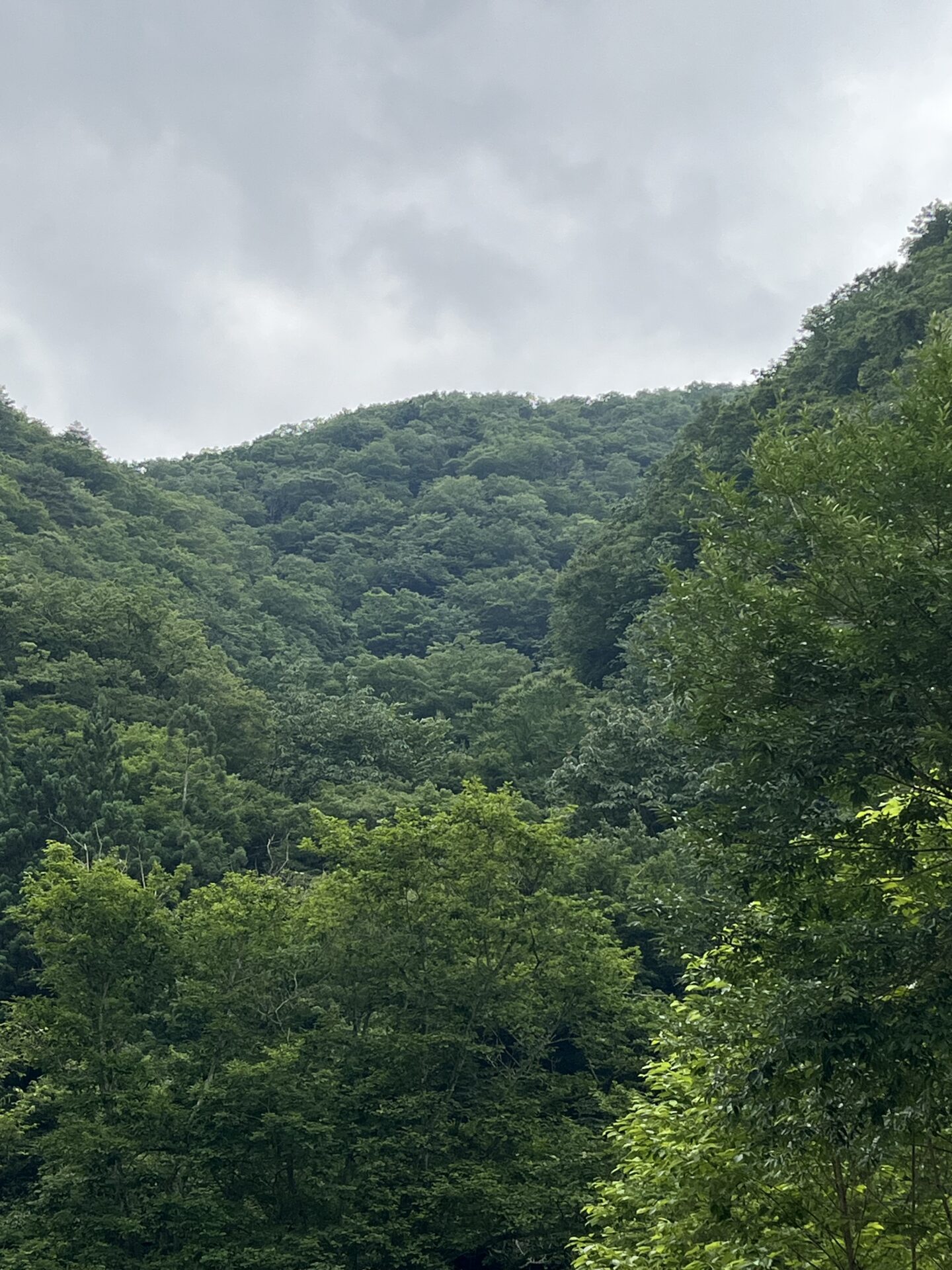 山
シャロムの森
2026.7.9