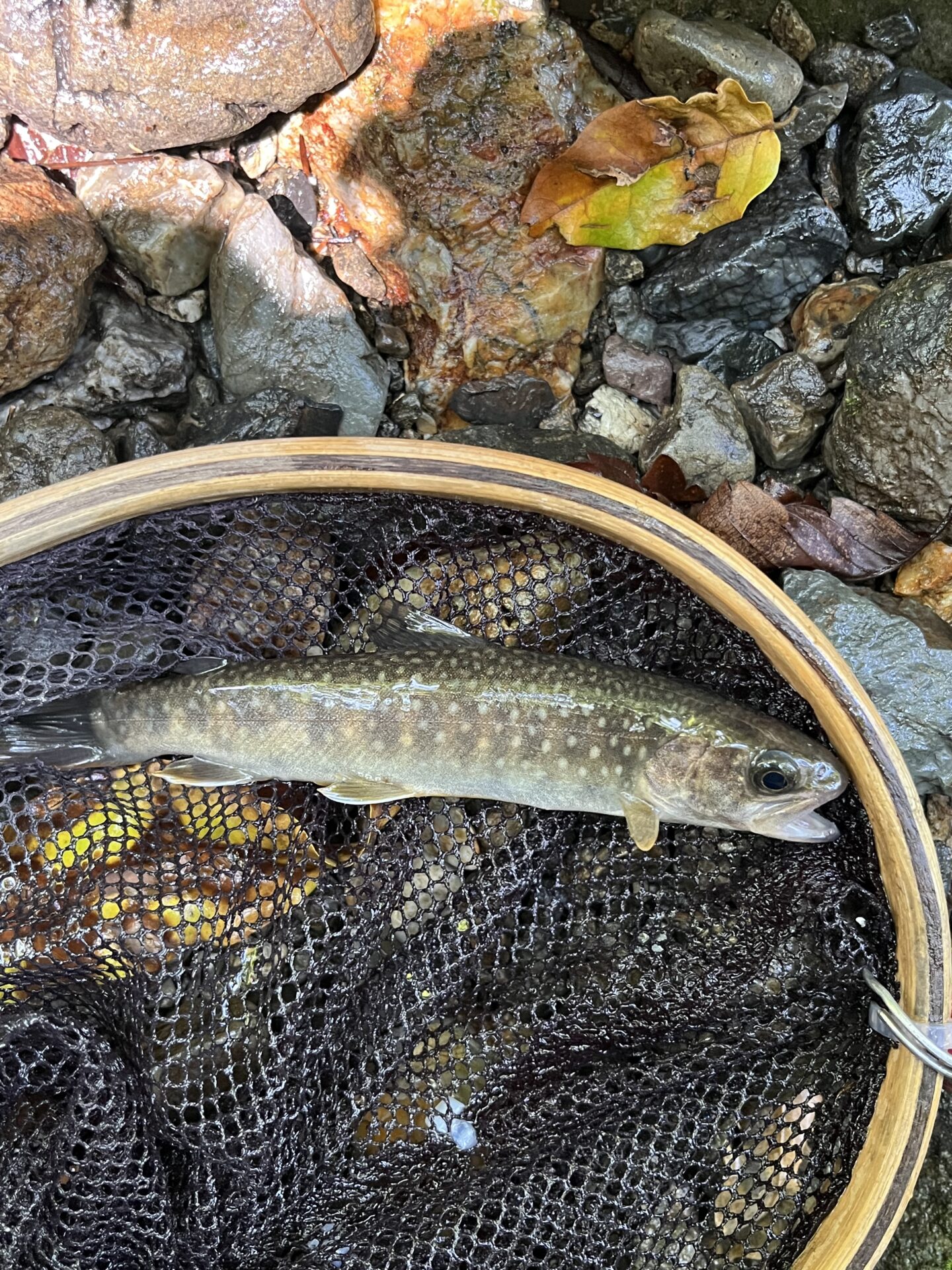 岩魚
上野村
中ノ沢毛ばり釣り専用区
2026.7.22
10:05
