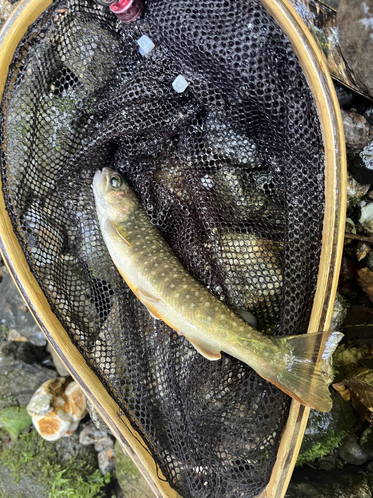 2匹目の岩魚