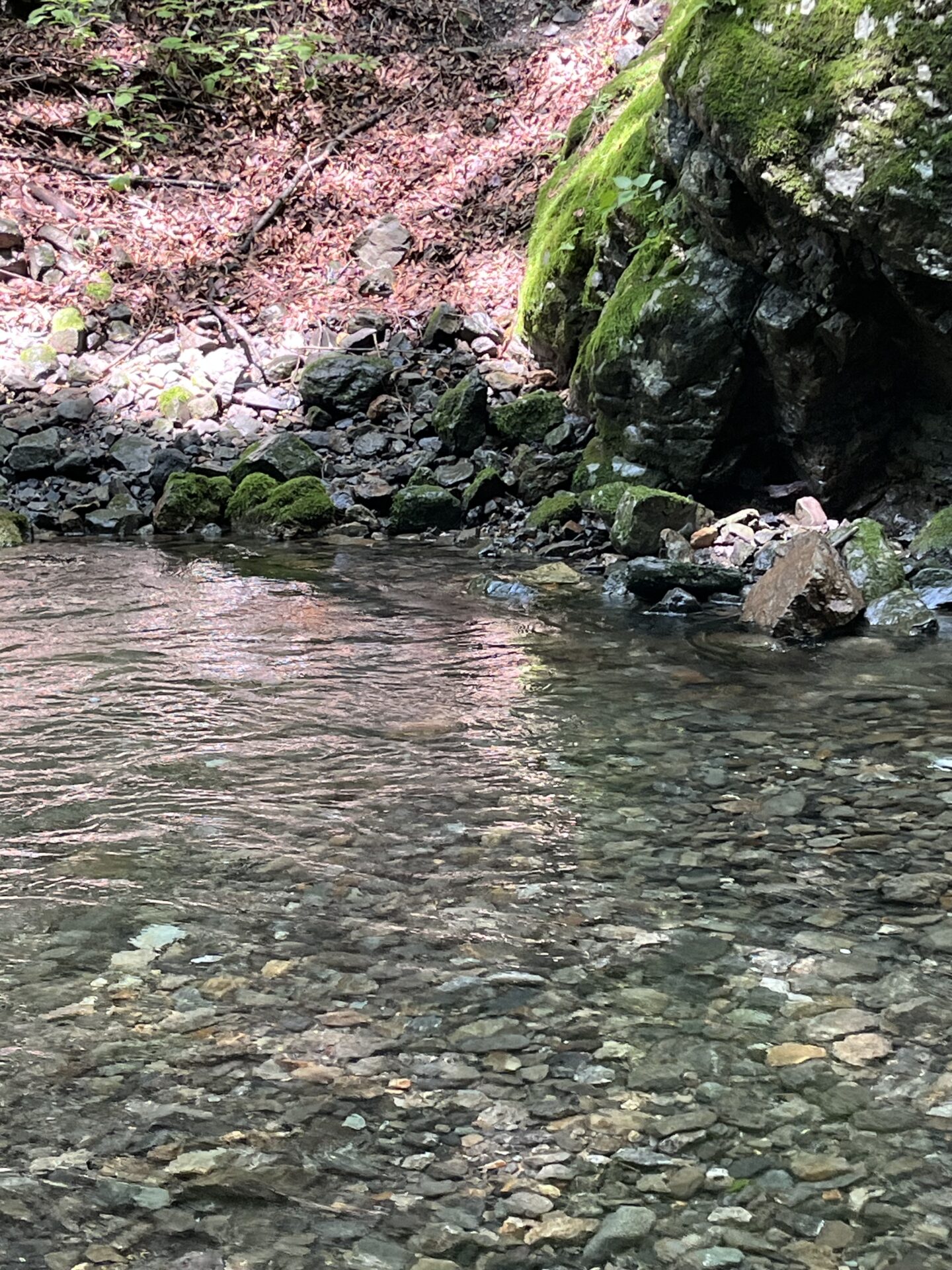 ポイント
山女魚
上野村
中ノ沢毛ばり釣り専用区
2026.7.22
10:43
