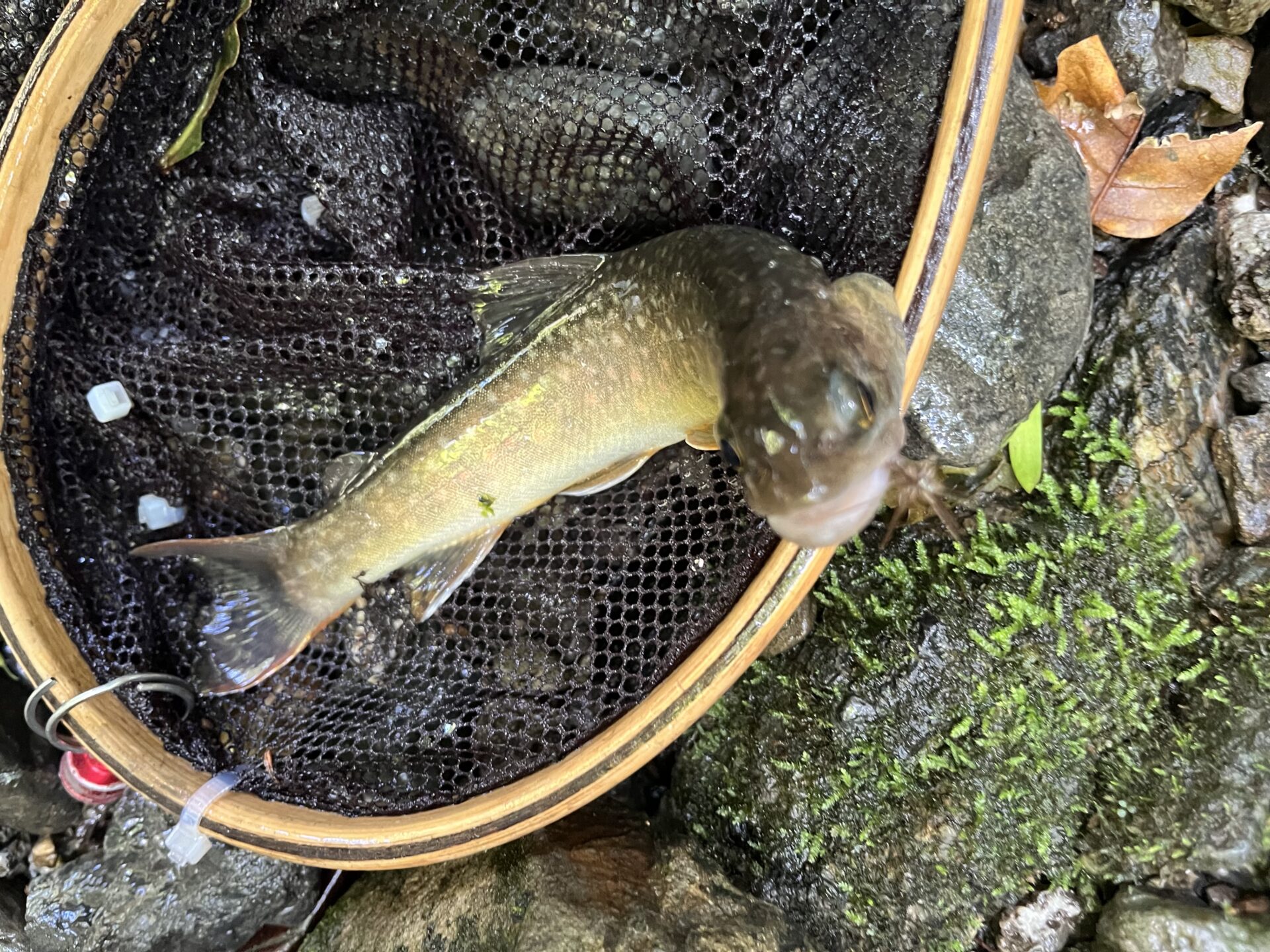 岩魚
上野村
中ノ沢毛ばり釣り専用区
2026.7.22
10:51