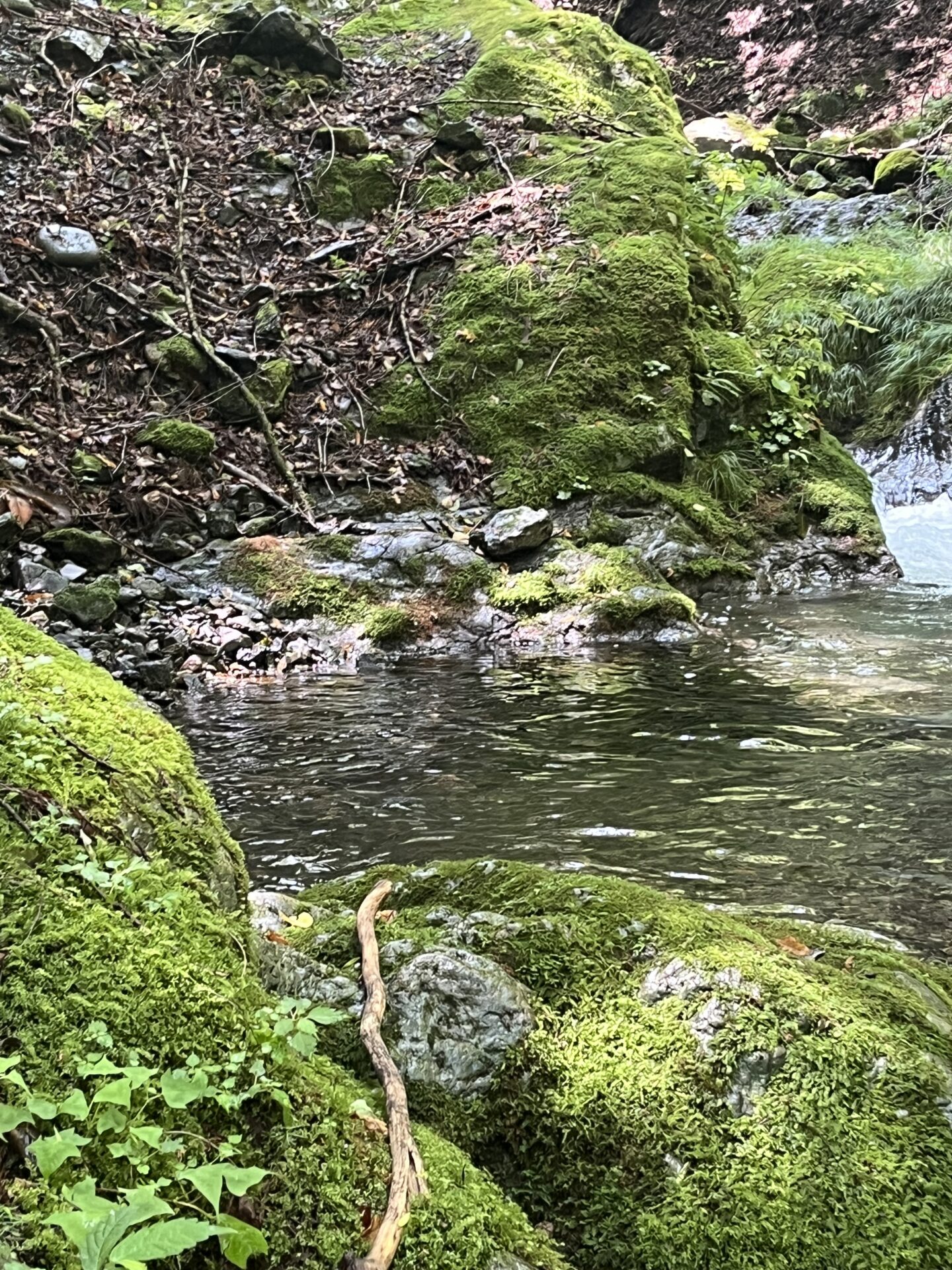 ポイント
岩魚
上野村
中ノ沢毛ばり釣り専用区
2026.7.22
10:51