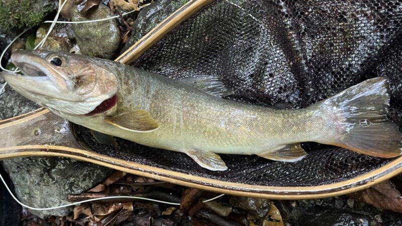 釣果10匹(山女魚2岩魚8)中ノ沢毛ばり釣り専用区2026.7.22