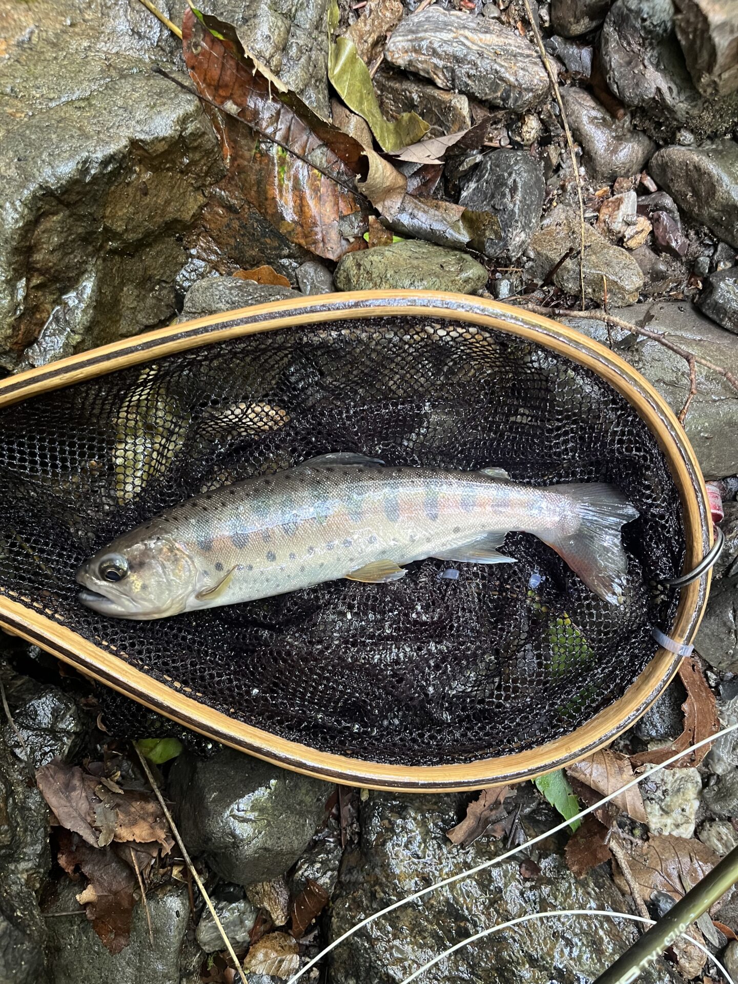 山女魚
上野村
中ノ沢毛ばり釣り専用区
2026.7.22
12:26
