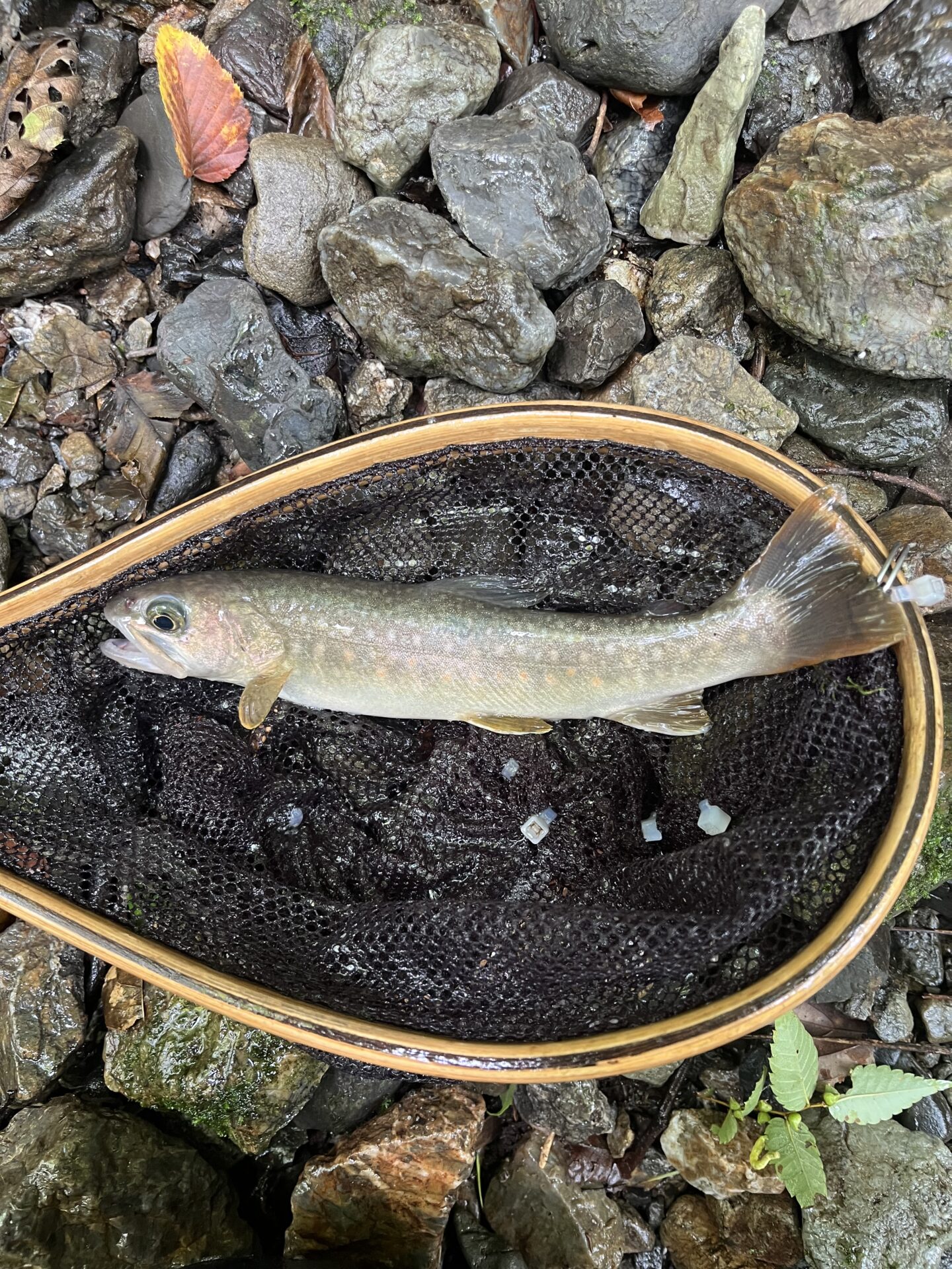 岩魚
上野村
中ノ沢毛ばり釣り専用区
2026.7.22
12:40

