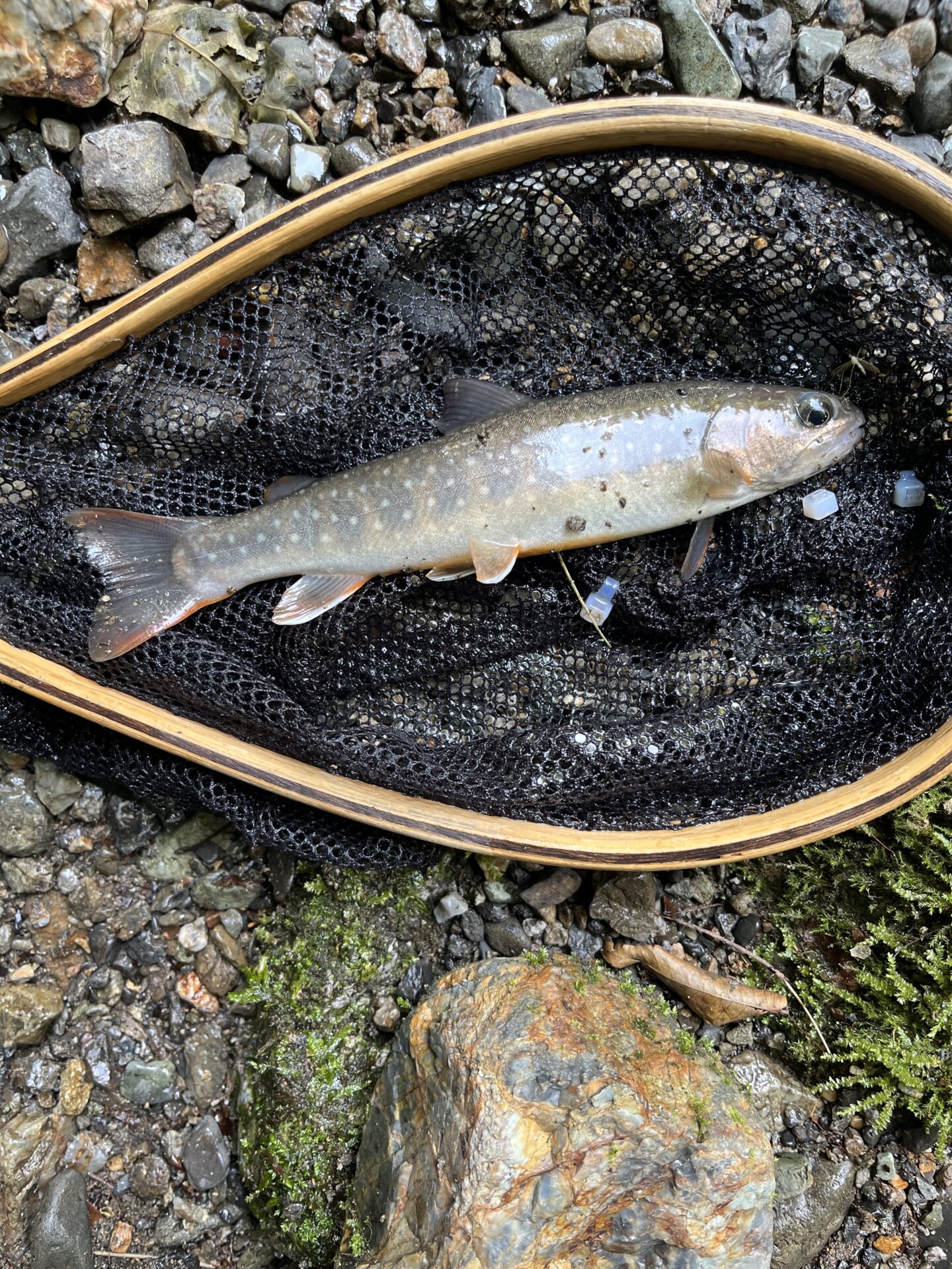 岩魚
上野村
中ノ沢毛ばり釣り専用区
2026.7.22
13:29