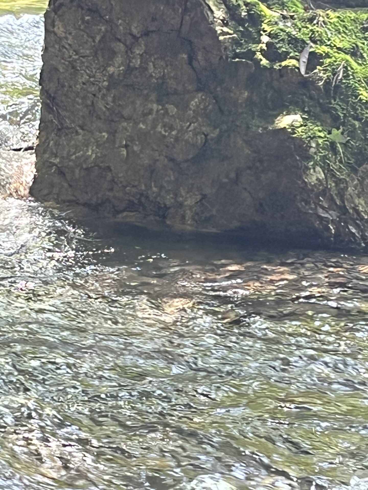 ポイント
岩魚
上野村
中ノ沢毛ばり釣り専用区
2026.7.22
13:29