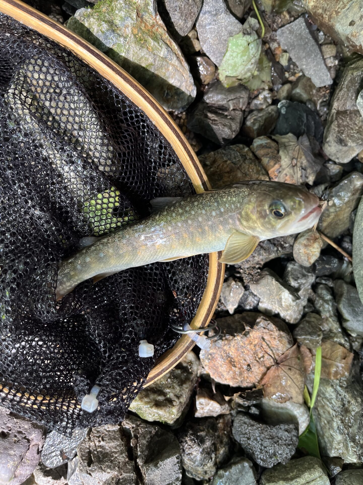 岩魚
上野村
中ノ沢毛ばり釣り専用区
2026.7.22
14:06