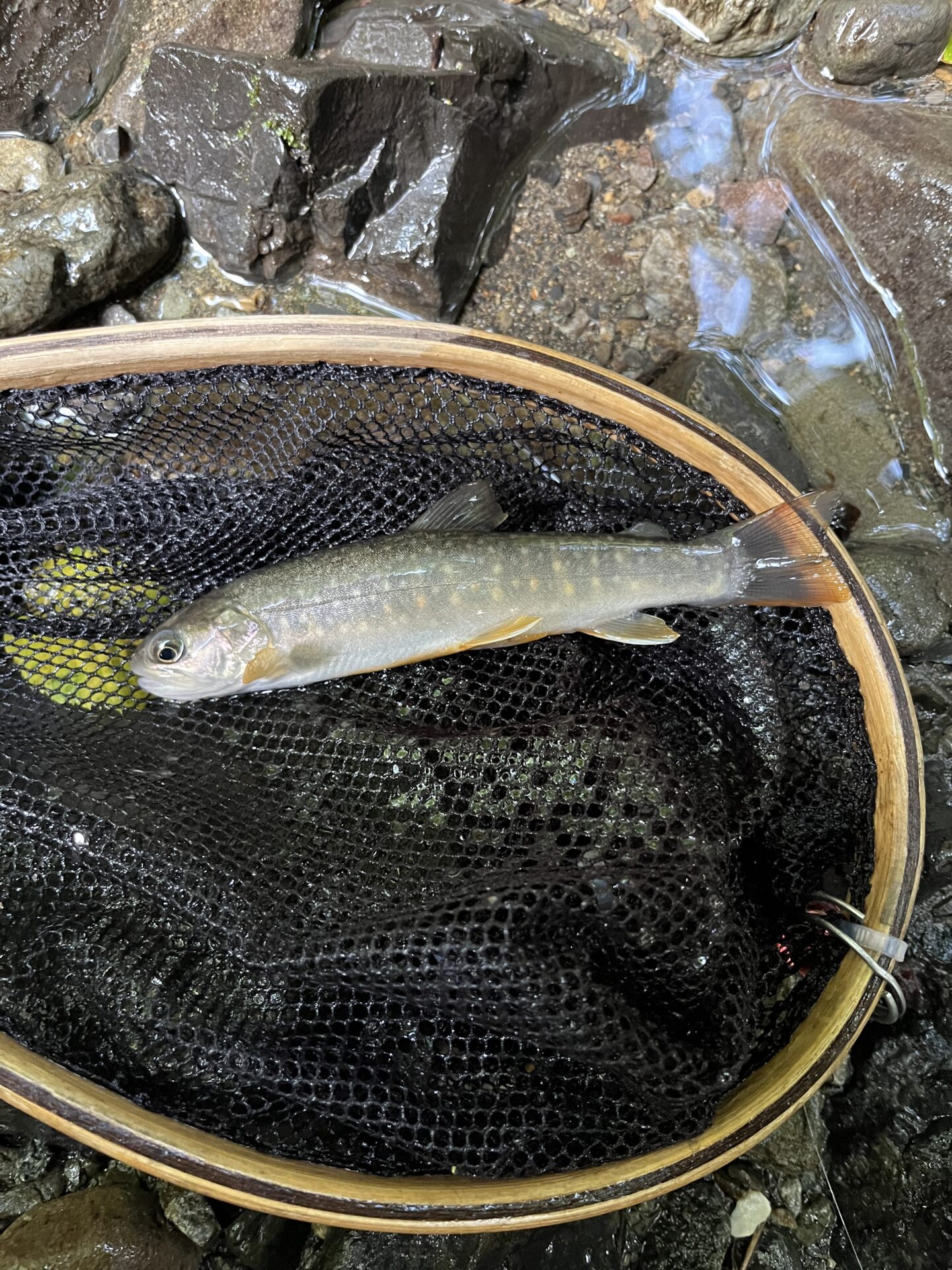 終了となった岩魚