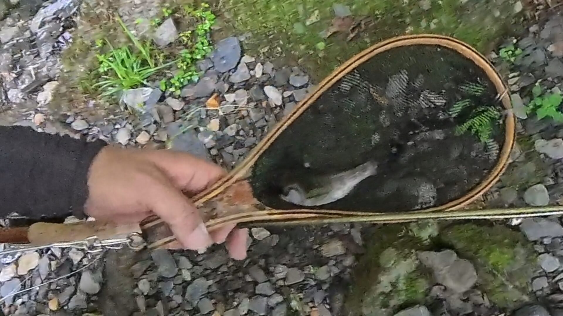 【山女魚の隠れ家。岩魚の隠れ家。】シャロムの森2026.8.20(6)