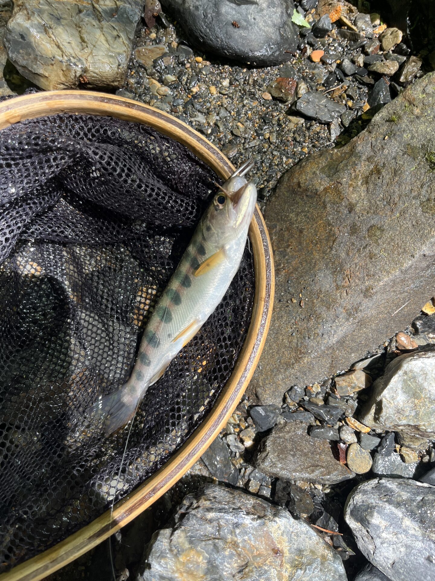 【山女魚の隠れ家。岩魚の隠れ家。】シャロムの森2026.7.23(1)