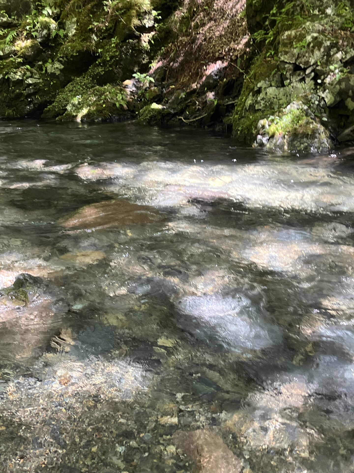 ポイント
【山女魚の隠れ家。岩魚の隠れ家。】シャロムの森2026.7.23(1)