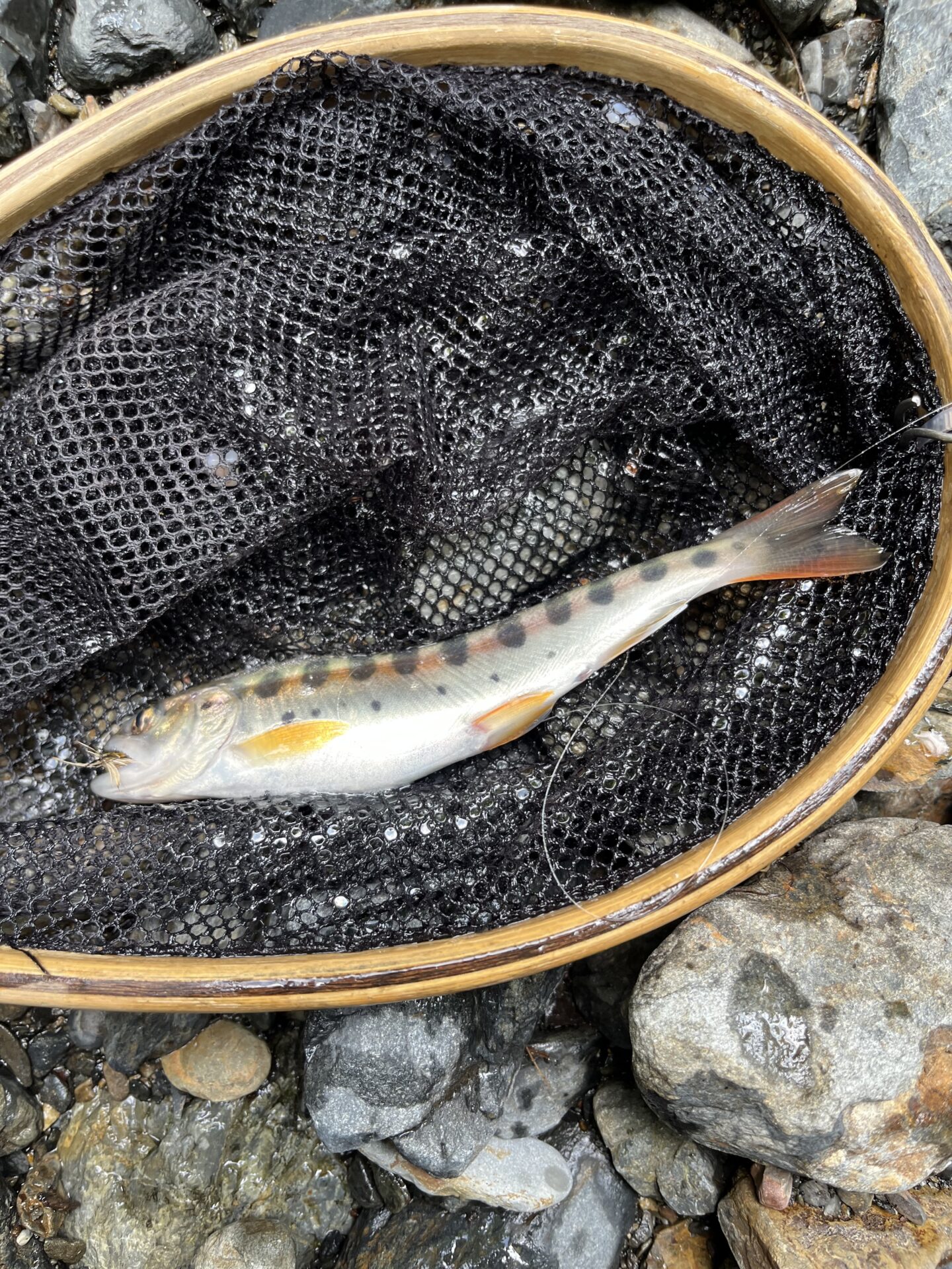 【山女魚の隠れ家。岩魚の隠れ家。】シャロムの森2026.7.23(2)
