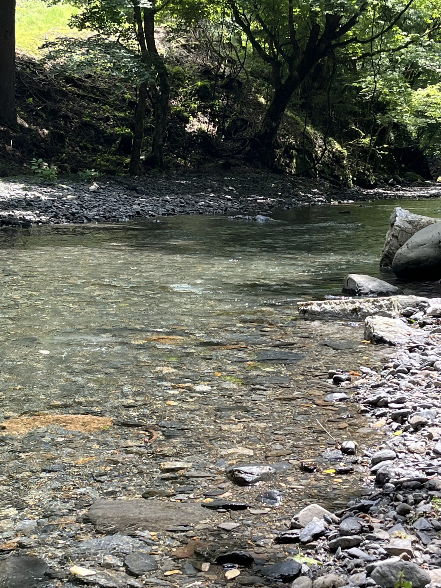 ポイント
【山女魚の隠れ家。岩魚の隠れ家。】シャロムの森2026.7.23(2)