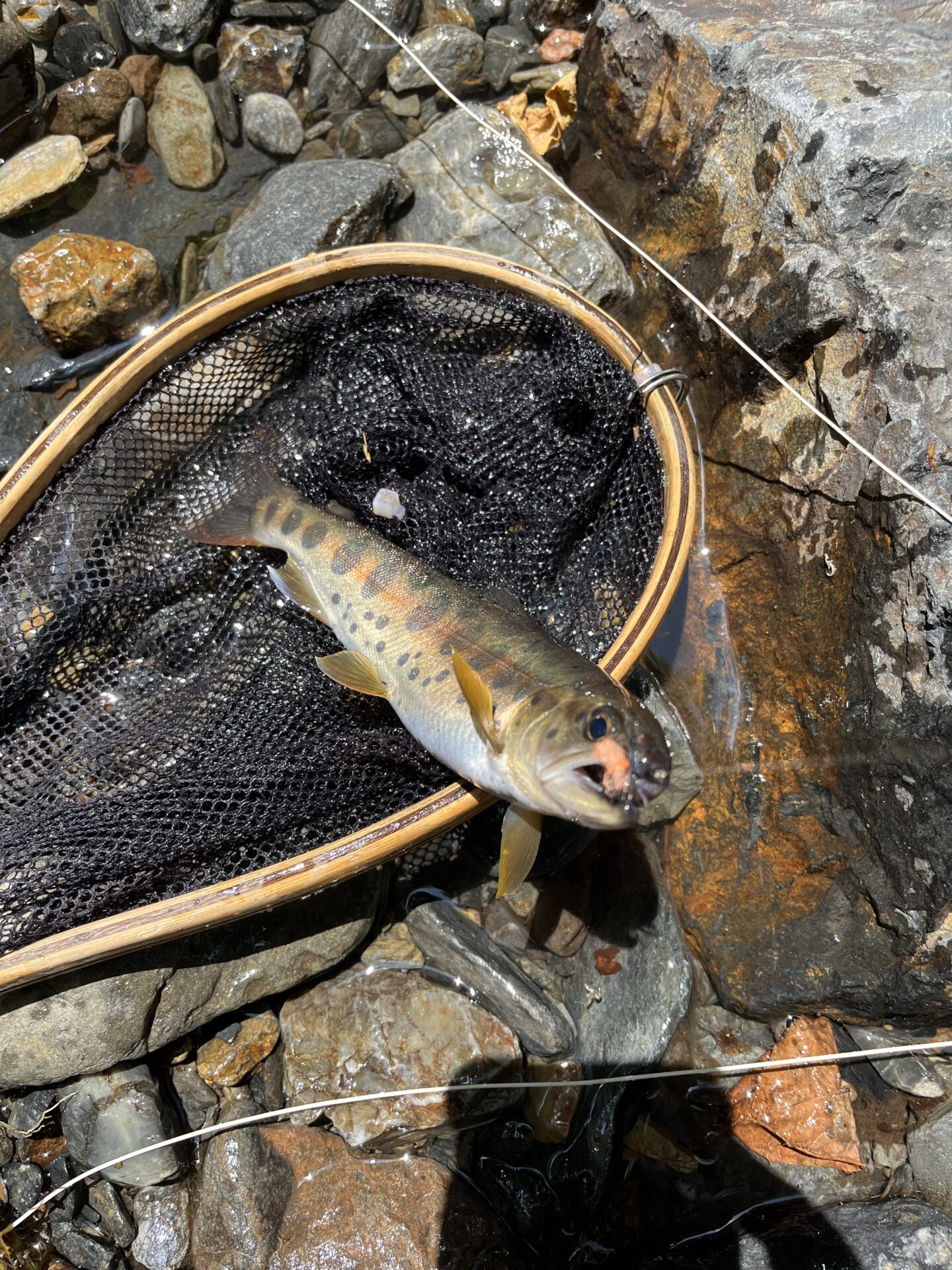 【山女魚の隠れ家。岩魚の隠れ家。】シャロムの森2026.7.23(3)