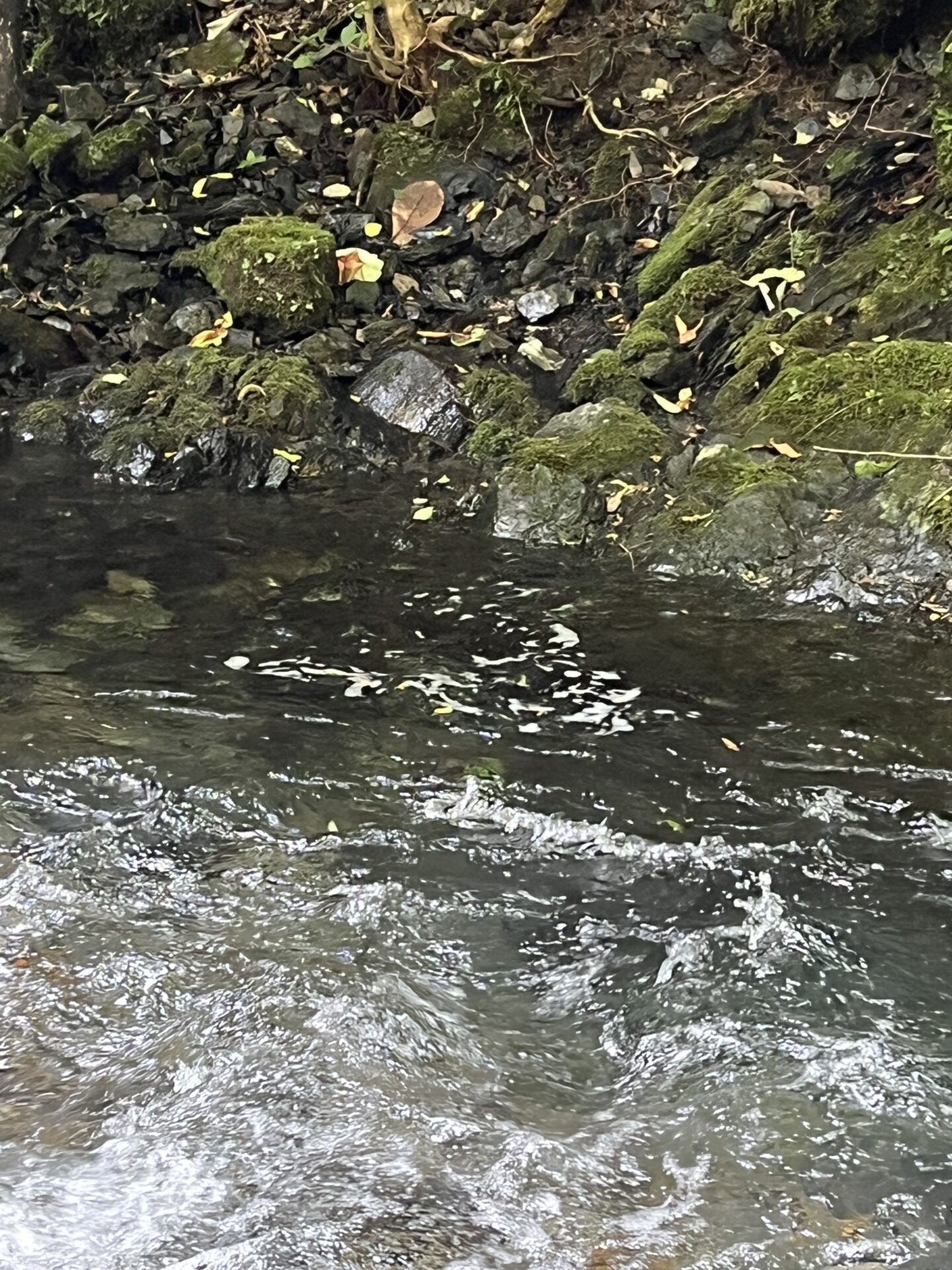 ポイント
【山女魚の隠れ家。岩魚の隠れ家。】シャロムの森2026.7.23(3)