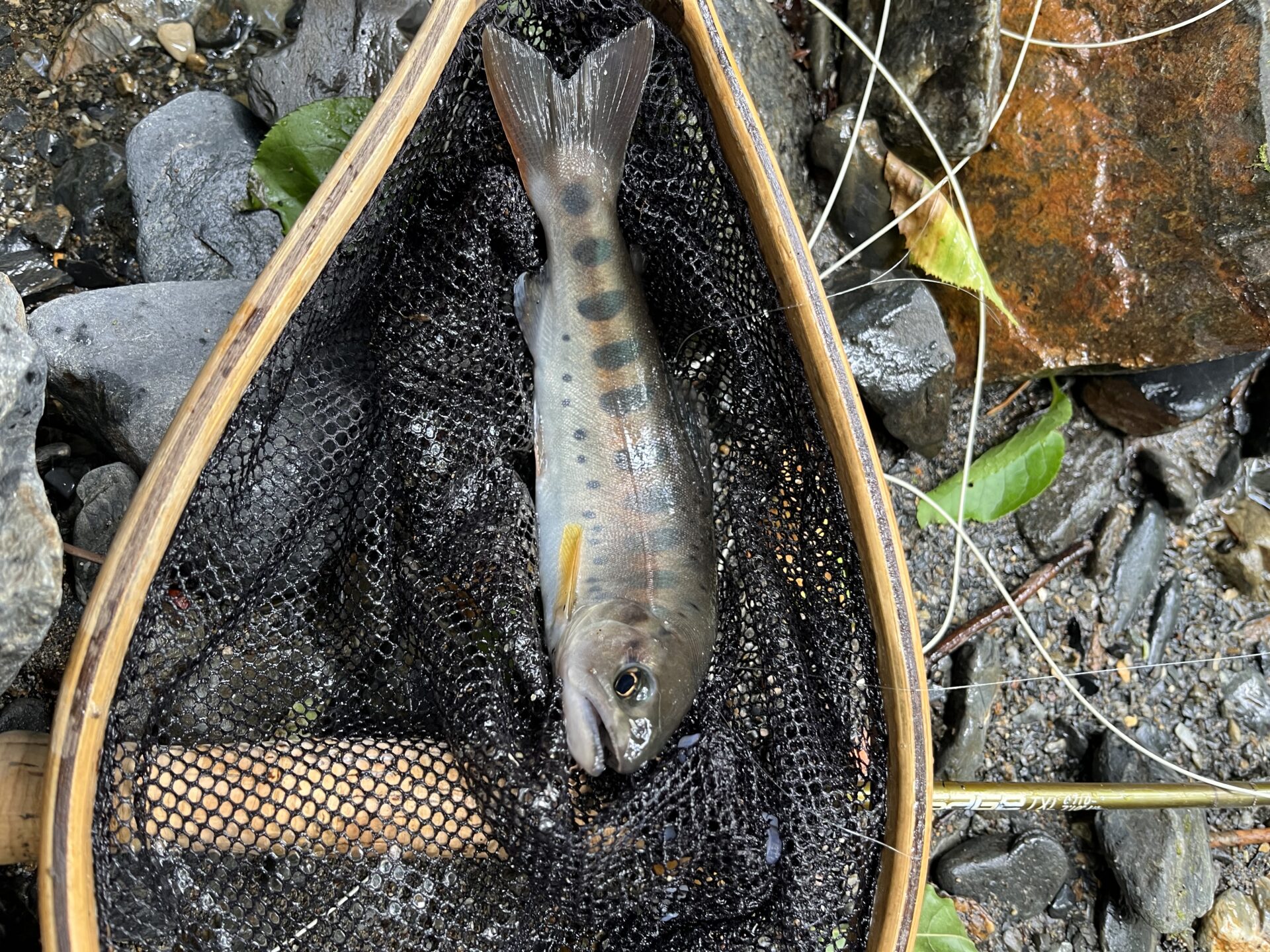 【山女魚の隠れ家。岩魚の隠れ家。】シャロムの森2026.7.23(4)