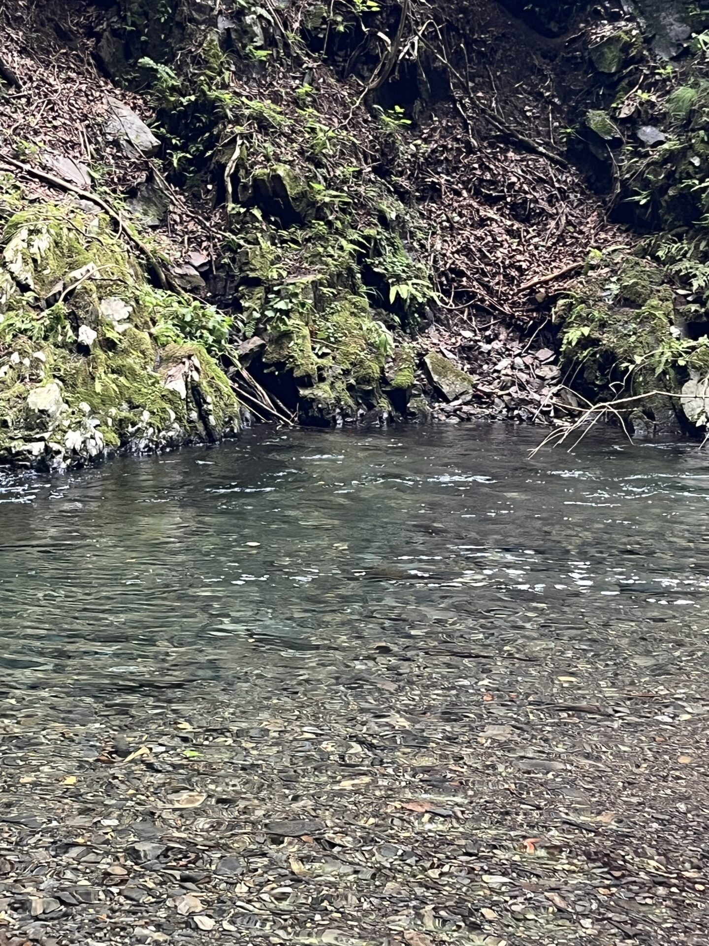 ポイント
【山女魚の隠れ家。岩魚の隠れ家。】シャロムの森2026.7.23(4)