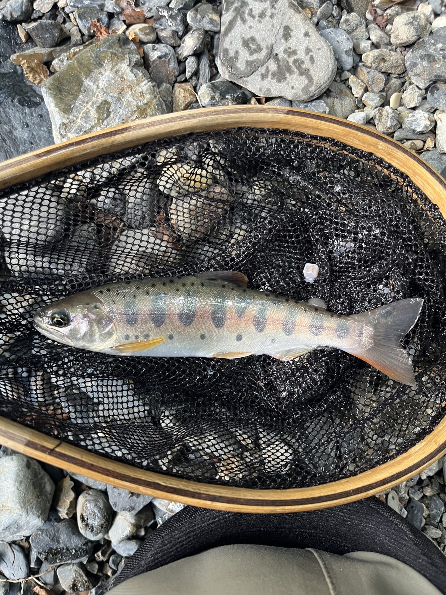 【山女魚の隠れ家。岩魚の隠れ家。】シャロムの森2026.7.23(5)