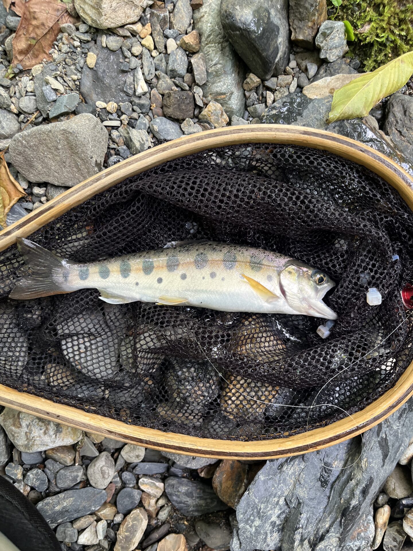 【山女魚の隠れ家。岩魚の隠れ家。】シャロムの森2026.7.23(6)