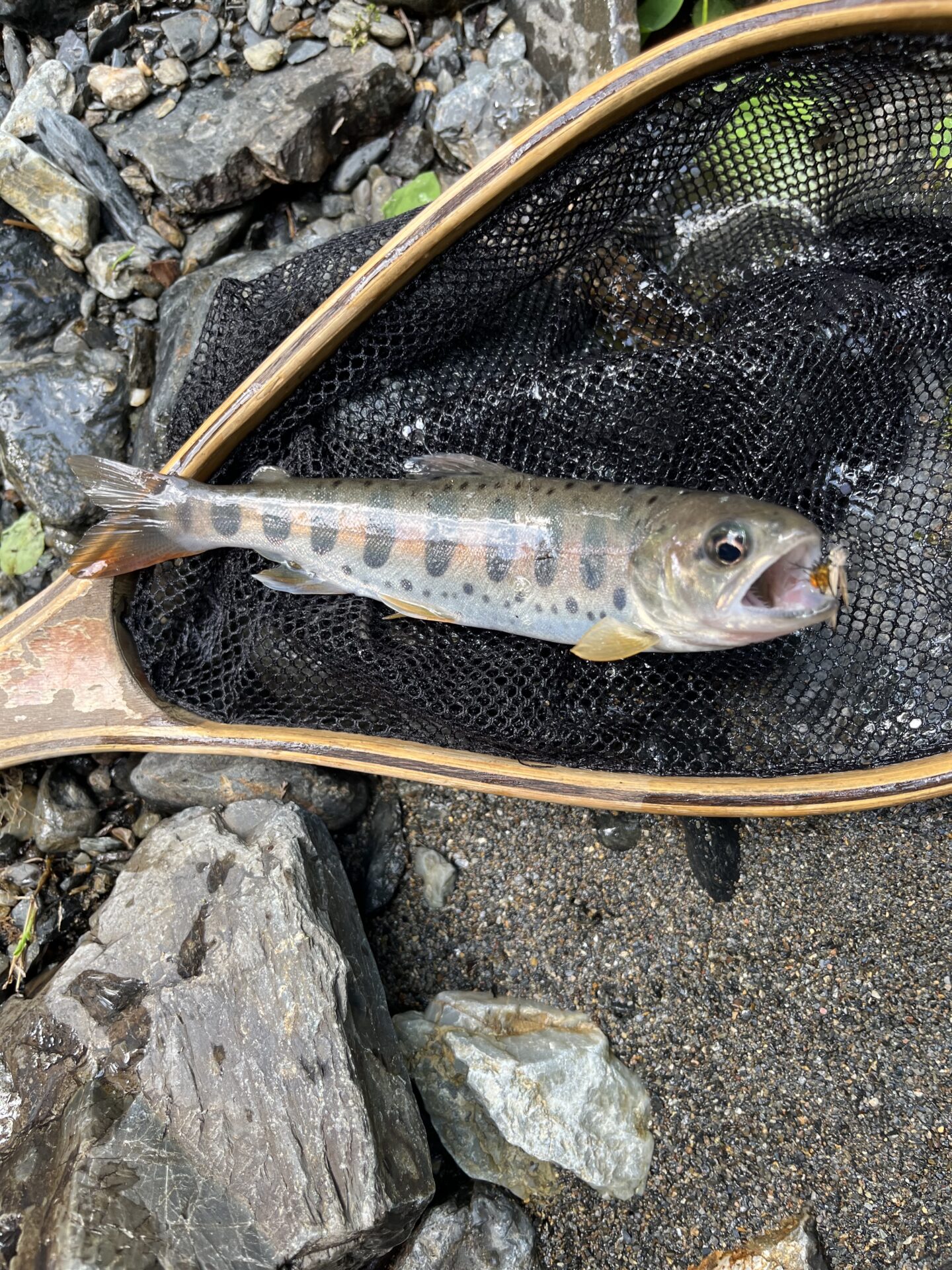 【山女魚の隠れ家。岩魚の隠れ家。】シャロムの森2026.7.23(7)