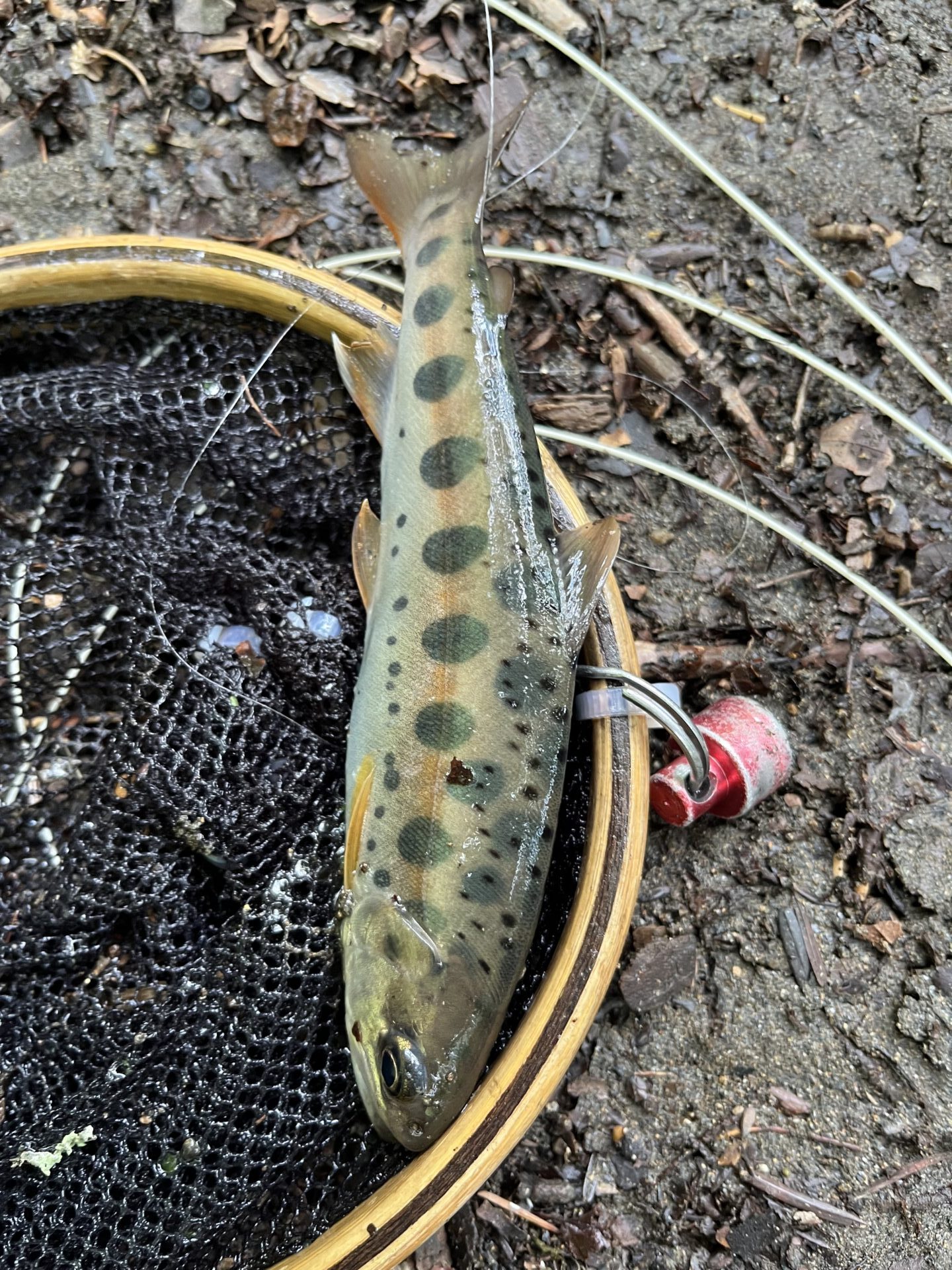 【山女魚の隠れ家。岩魚の隠れ家。】シャロムの森2026.7.23(8)
