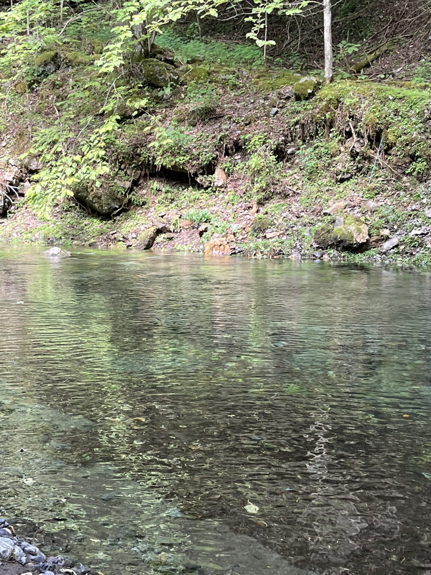 ポイント
【山女魚の隠れ家。岩魚の隠れ家。】シャロムの森2026.7.23(8)
