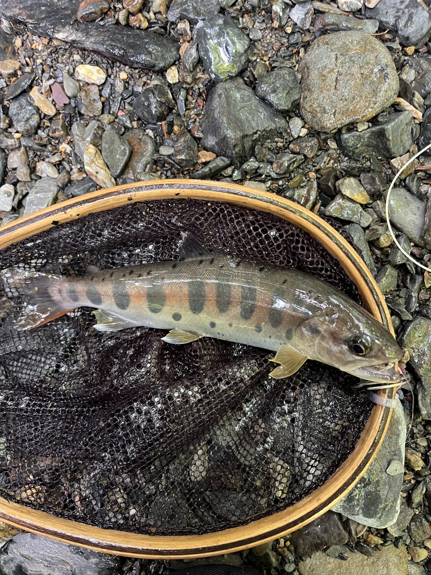 【山女魚の隠れ家。岩魚の隠れ家。】シャロムの森2026.7.23(9)